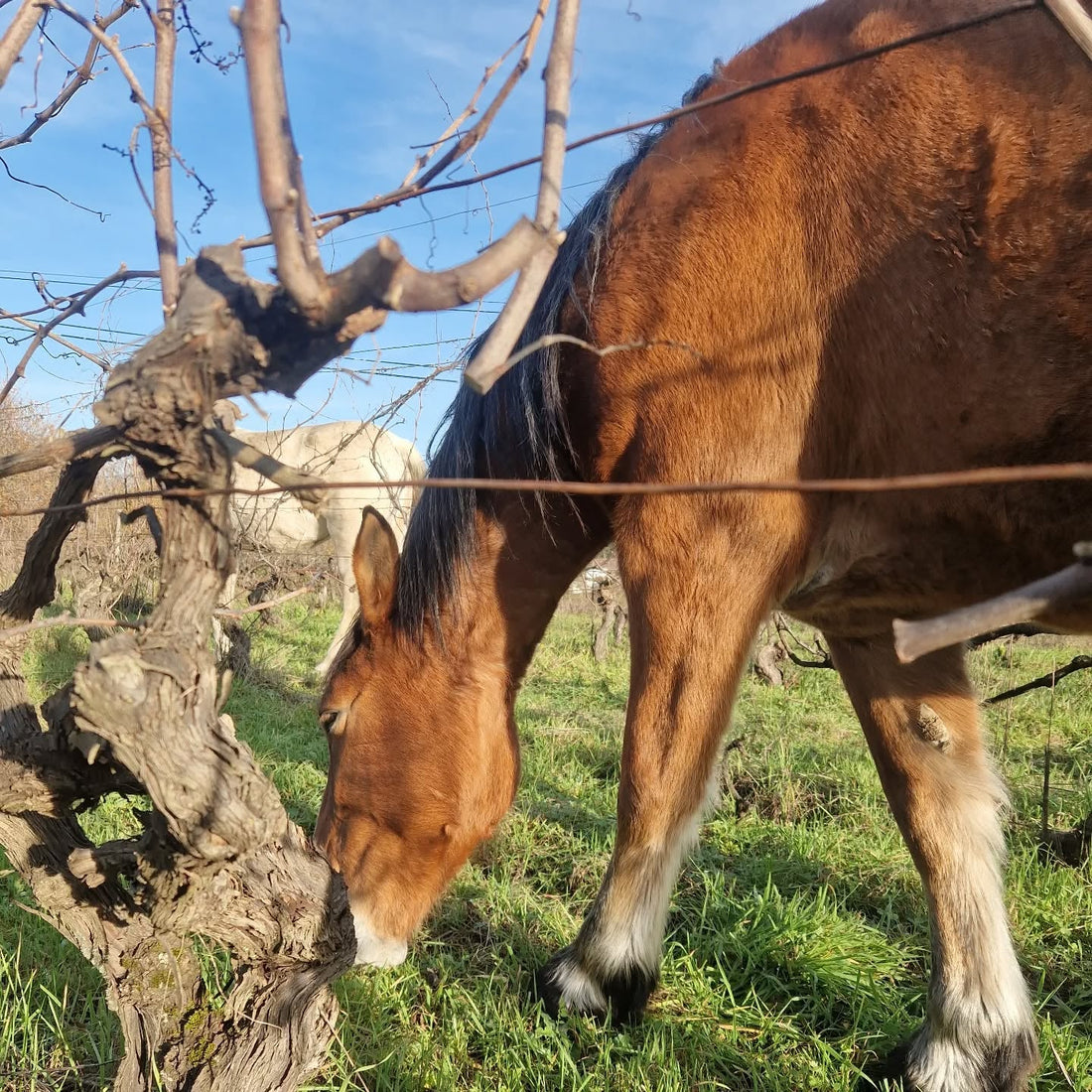 Travailler la vigne à la main (et à cheval) : pourquoi on y croit